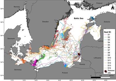 Ontogeny of horizontal movement patterns of rehabilitated grey seal juveniles (Halichoerus grypus) in the Baltic Sea